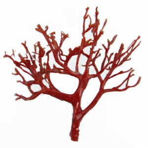 血赤珊瑚の買取画像