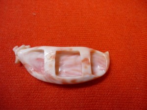 出張買取　珊瑚　帯留め　東京　世田谷