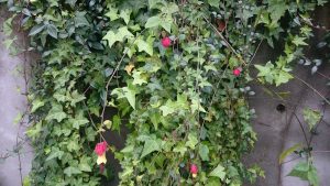 お花の写真です